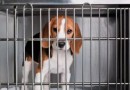 Projeto autoriza dedução no IR de doações para a proteção de animais