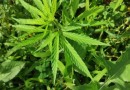 Durante fiscalização, guarnição da Rede Catarina encontra pé de maconha em residência