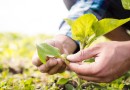 Agricultura familiar é 8ª maior produtora de alimentos do mundo