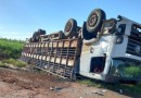 Caminhão de suínos tomba após colidir com caminhão baú e micro-ônibus escolar
