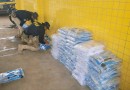 Casal é preso com quase 600 camisetas do Grêmio falsificadas no norte do RS