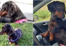 Família procura por cachorrinha desaparecida