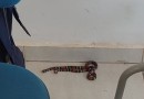 Cobra coral é encontrada dentro de sala de aula em escola municipal de Cascavel, dizem bombeiros