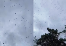Vídeo: “chuva de aranhas” em MG viraliza; entenda o fenômeno