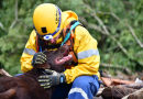 CBMSC destaca atuação dos animais em grandes operações