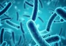 Cientistas encontram bactérias no intestino que ajudam a reduzir colesterol