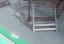 Lagarto é flagrado dentro de loja de móveis no centro