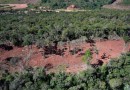 Desmatamento ilegal atinge 285 hectares em SC, aponta Operação Mata Atlântica