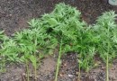 Homem planta maconha no quintal e mente ao pai que eram pés de mandioca