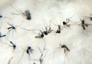 SC tem "boom" de dengue com crescimento de 335% em um ano; veja cidades com mais casos