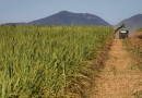 Safra de cana começa com maior produtividade