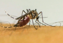 Vírus da chikungunya afeta crianças e adolescentes e deixa sequelas