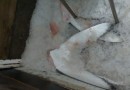 Ibama apreende 28,7 toneladas de barbatanas de tubarão e estima morte de 10 mil animais