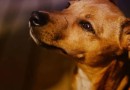 Vira-latas são a "raça" de cachorro favorita entre os brasileiros; confira o ranking canino