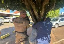 Homem embriagado fica com a cabeça presa em árvore no centro