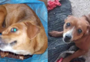 Tutora procura lar temporário para duas cachorras em Francisco Beltrão