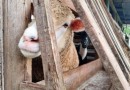 Homem é preso em flagrante por maus-tratos a mais de 60 animais