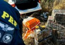 Morador de Chapecó é preso com mais de 150kg de drogas