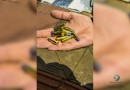 Homem é preso por portar munições na BR-163
