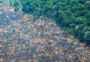 Estiagem leva situação de emergência a 15 cidades do Amazonas
