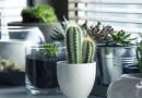 Veja as 10 plantas que ajudam no astral de casa. Escolha!