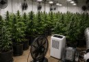 Polícia Civil encontra laboratório com 187 pés de maconha e descobre furto de energia em Blumenau