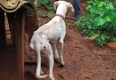 Morador é preso em flagrante por maus-tratos contra animais no Oeste
