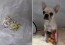 Filhote que ingeriu drogas tem piora e será levado à UTI veterinária