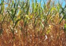 Clima irregular pode causar perdas de até 43% no milho em SC