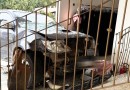 Hilux invade loja após colisão de forte impacto no Centro
