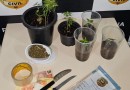 Polícia apreende vasos com cultivo de maconha