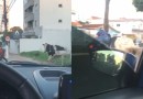 Vídeo:  Vaca foge, assusta pedestre e atropela motociclista em Chapecó