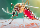 Maravilha tem primeiros casos de dengue confirmados em 2025