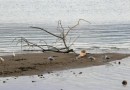 “Super El Niño” pode estar a caminho do Brasil e cria cenário de incerteza; entenda