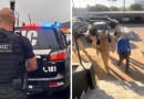 Idoso perde mais de R$ 124 mil após golpe com falsa instituição de caridade