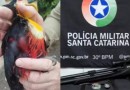 Padre é detido após atirar em tucano com arma de pressão