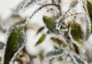 Queda brusca nas temperaturas e frio intenso devem marcar a próxima semana em SC