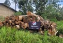 Madeira nativa e serraria móvel são apreendidas durante patrulhamento ambiental