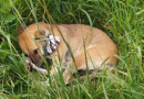 Cachorro fica ao lado do tutor morto atropelado no Paraná