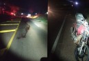 Motociclista atropela animal e fica ferida em São João do Oeste