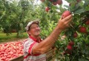 SC investirá mais de R$ 7 milhões em pesquisas agropecuárias; entenda