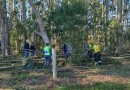 Idoso morre ao ser atingido por eucalipto durante corte de árvores em SC