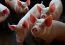 Exportações brasileiras de carne suína superam 100 mil toneladas em dezembro