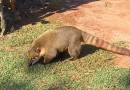 Mulher fica em estado grave após ser atacada por quati, em Brasilândia do Sul; idoso de 86 anos também foi ferido pelo animal