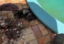 Criança de 2 anos é resgatada ao ficar presa em reservatório de piscina em SC