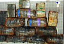 Operação entre PRF, PM, PMRv, PC e SAER apreendem 500 kg. de maconha