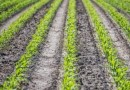 Agronegócio atinge maior valor de produção da história, informa governo