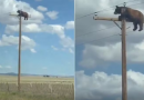 Vídeo mostra urso preso no alto de poste antes de morrer eletrocutado nos Estados Unidos