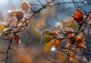 Massa de ar frio derruba temperaturas e favorece geada em SC durante a semana