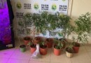 PM prende dois homens que cultivavam maconha em estufa em apartamento